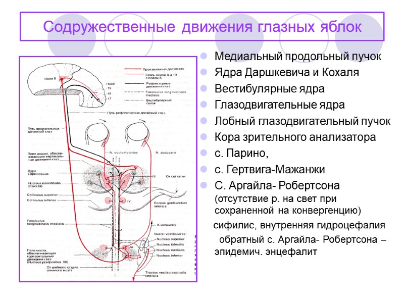 Содружественные движения глазных яблок Медиальный продольный пучок Ядра Даршкевича и Кохаля Вестибулярные ядра Глазодвигательные